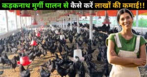 कड़कनाथ मुर्गी पालन कैसे करें (Kadaknath Murgi Palan Kaise Kare).